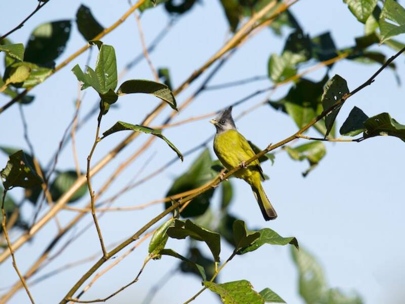 Bulbul à tête grise