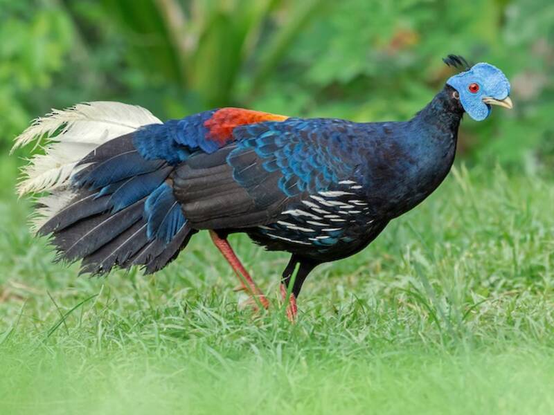 Malayan Crested Fireback, Photos 4