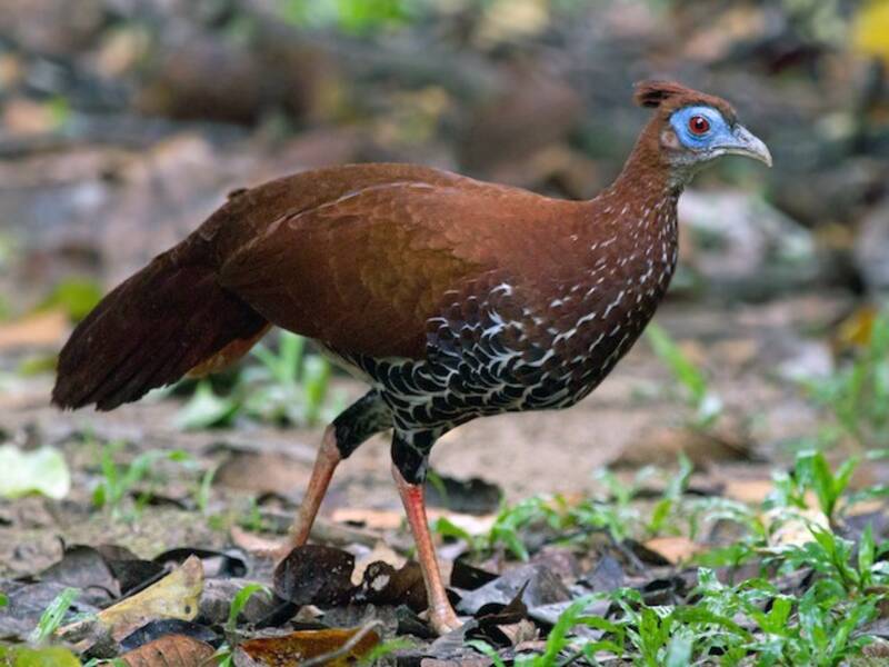 Malayan Crested Fireback, Photos 3