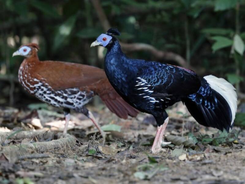 Malayan Crested Fireback, Photos 2