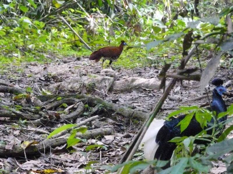 Malayan Crested Fireback - Lophura rufa