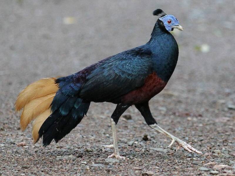 Borneo-Haubenfasan