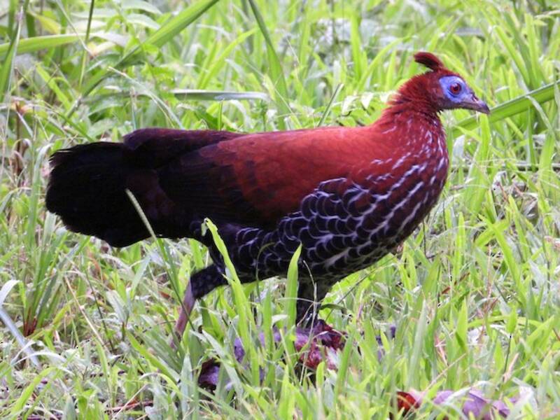 Borneo-Haubenfasan, Fotos 2