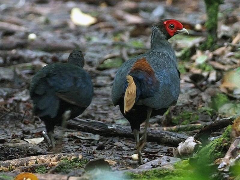 Borneo-Feuerrückenfasan