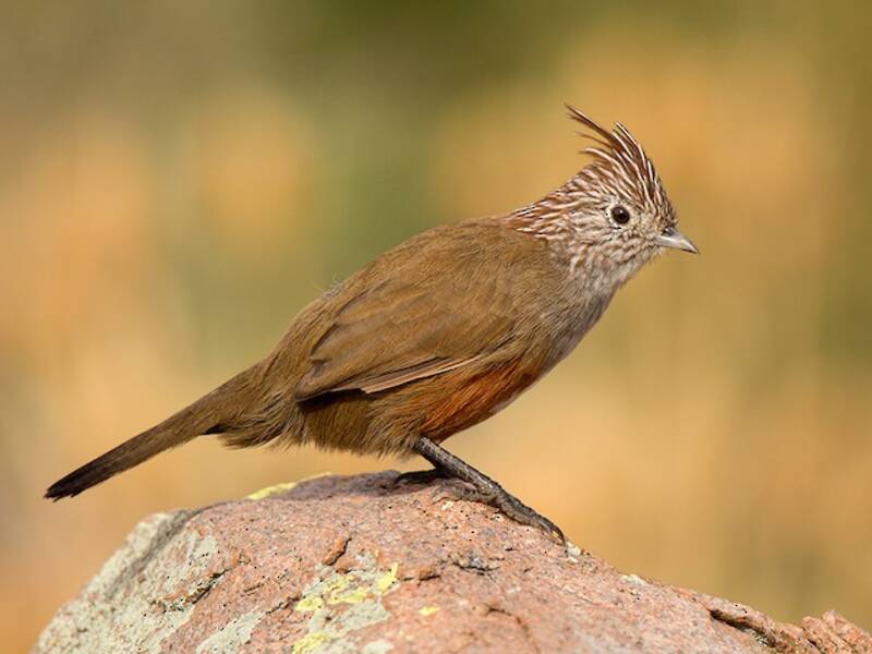 Crested Gallito, Photos 3