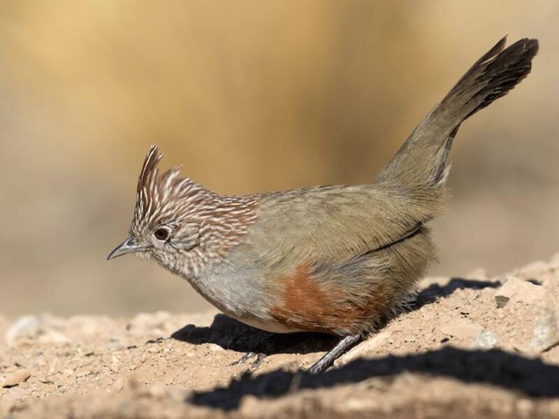 Crested Gallito, Photos 2