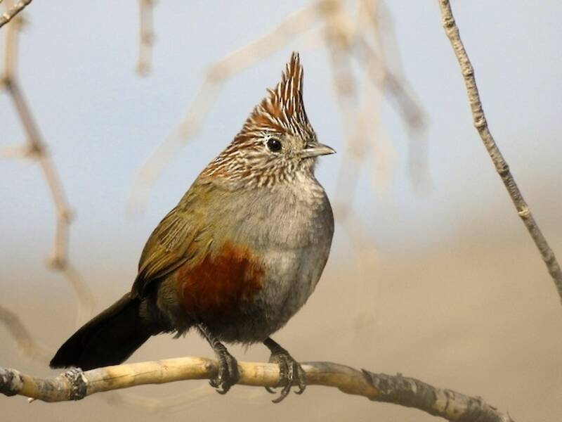 Crested Gallito, Photos 4