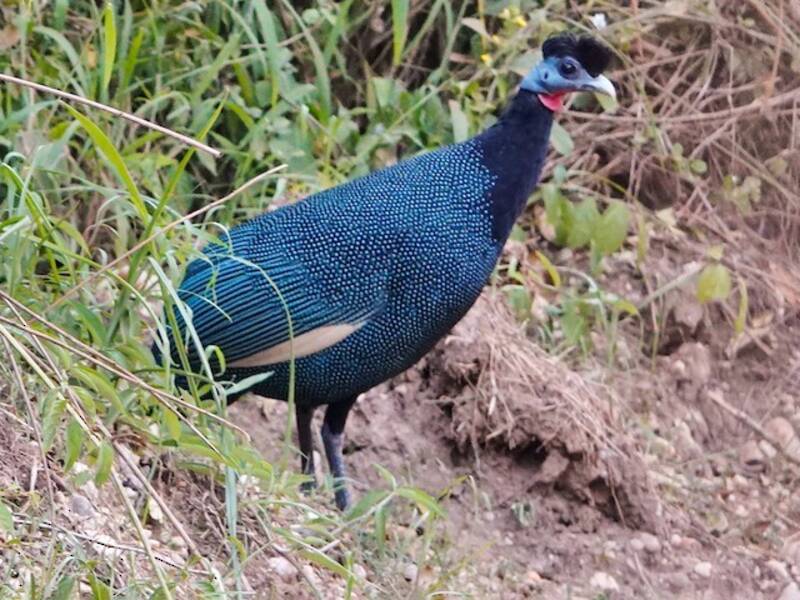 Faraona crestata occidentale