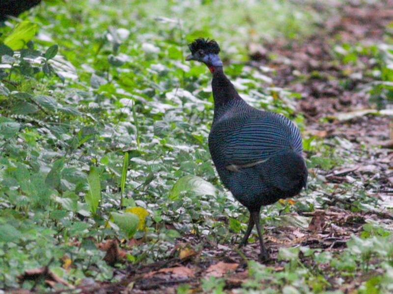 Western Crested Guineafowl, Photos 3