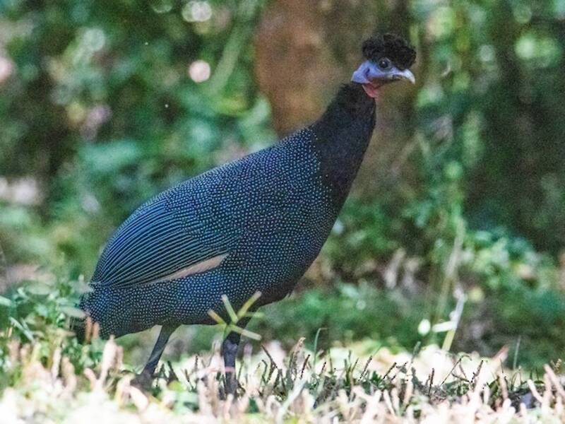 Western Crested Guineafowl, Photos 2