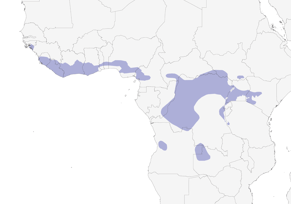 Western Crested Guineafowl, Distribution 1