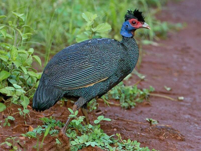 Eastern Crested Guineafowl, Photos 3