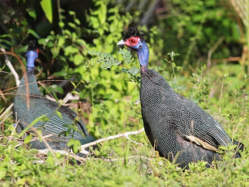 Eastern Crested Guineafowl, Photos 4