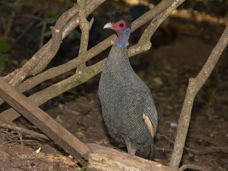 Eastern Crested Guineafowl, Photos 2