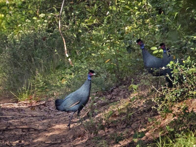 Eastern Crested Guineafowl