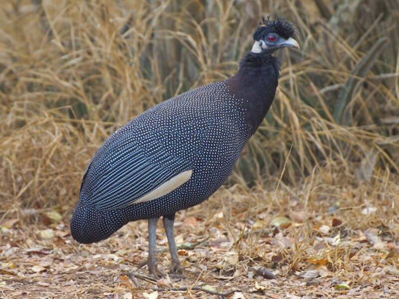 Schlichthaubenhuhn, Fotos 3