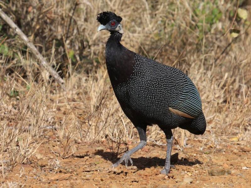 Southern Crested Guineafowl