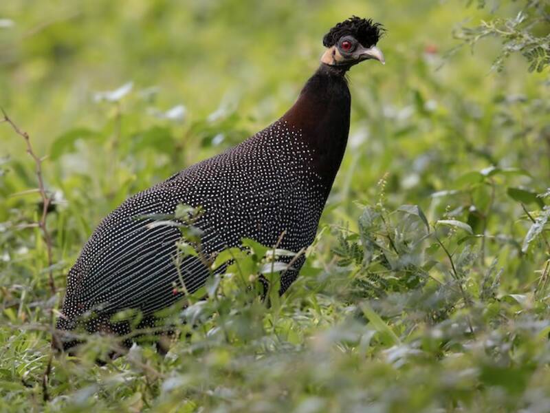 Schlichthaubenhuhn, Fotos 4