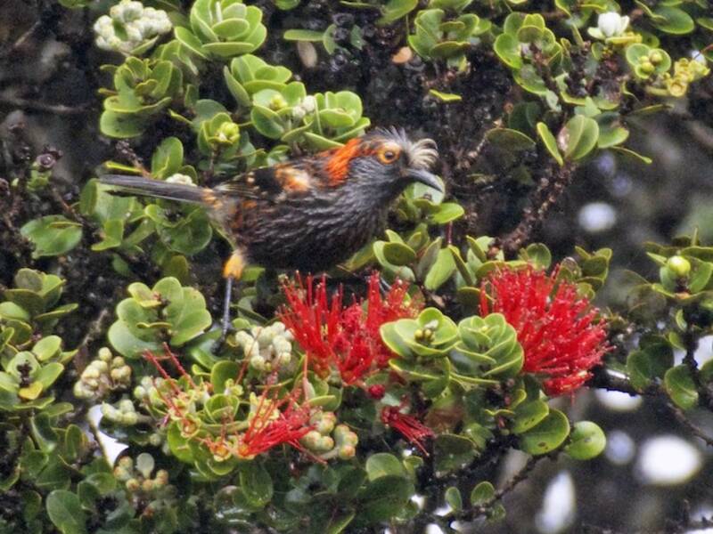 Akohekohe