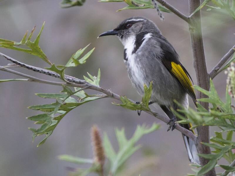 Crescent Honeyeater, Photos 2