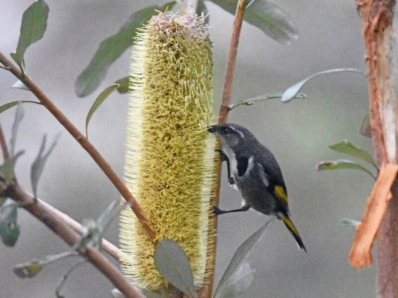 Crescent Honeyeater, Photos 3