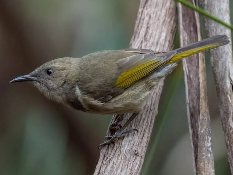 Crescent Honeyeater (Phylidonyris pyrrhopterus)