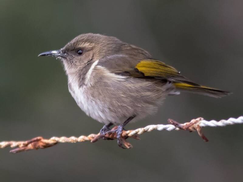 Crescent Honeyeater, Photos 4