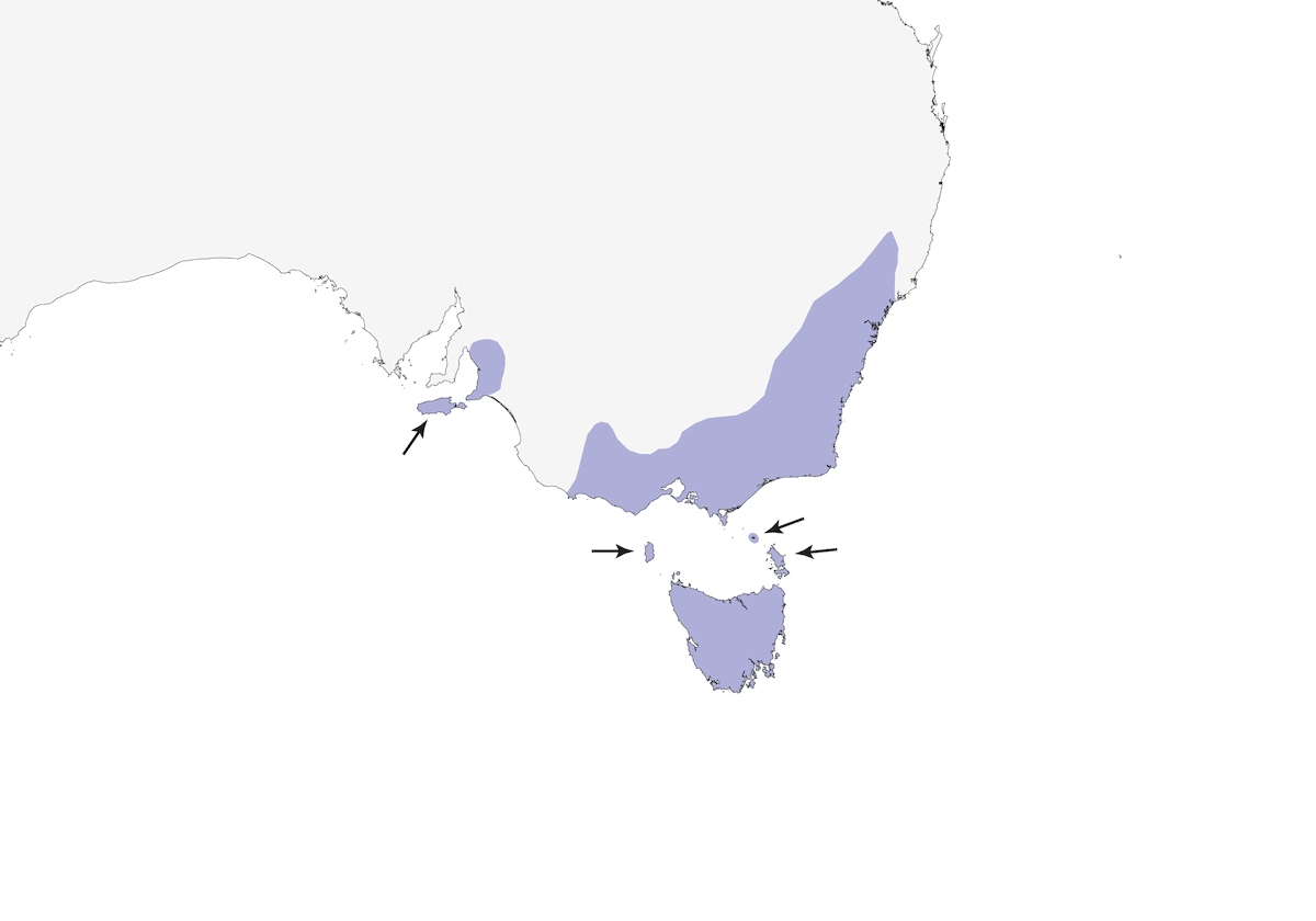 Crescent Honeyeater, Distribution 1