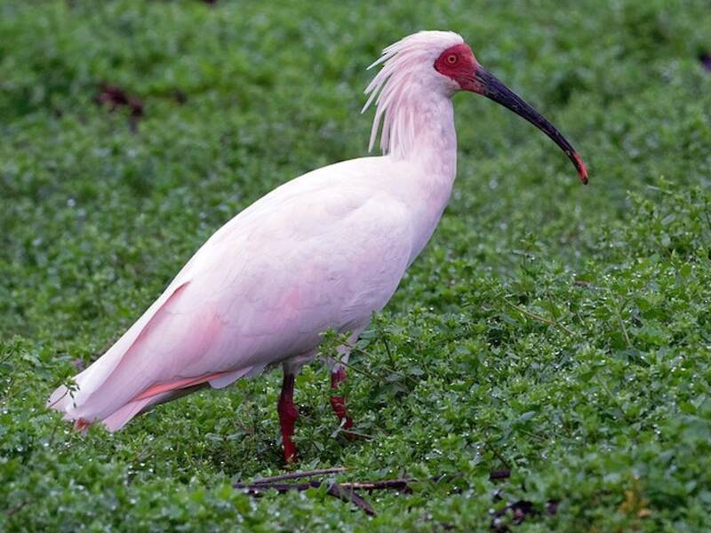 Nipponibis, Fotos 3