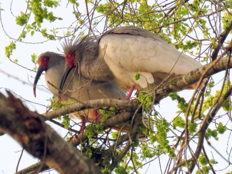 Nipponibis, Fotos 2