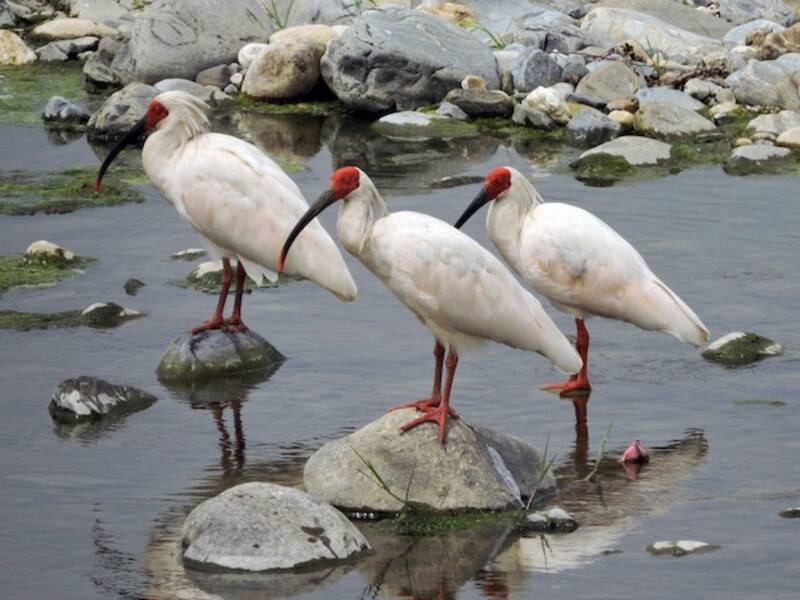 Ibis crestato
