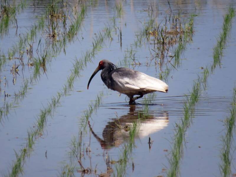 Nipponibis, Fotos 4