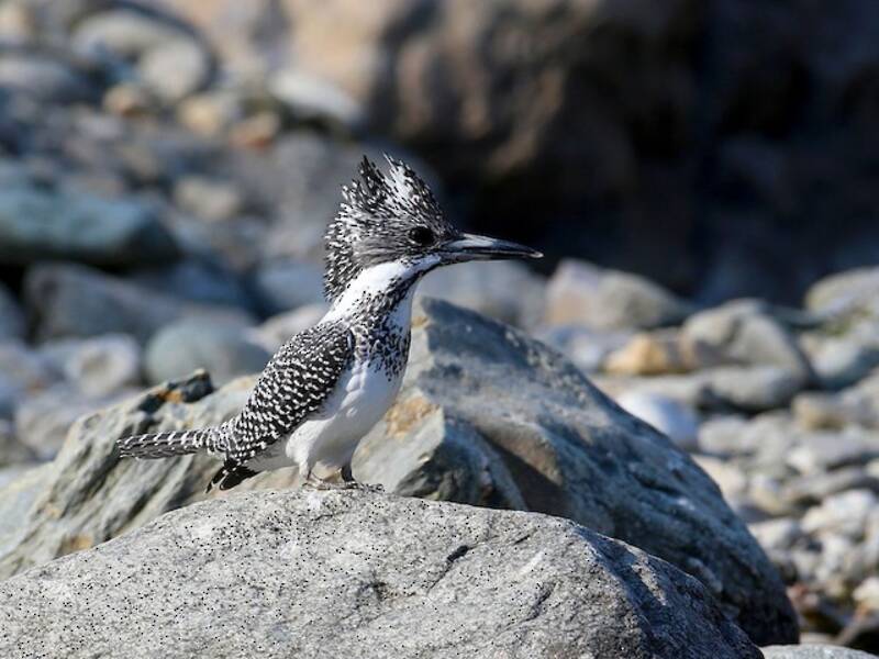 Crested Kingfisher