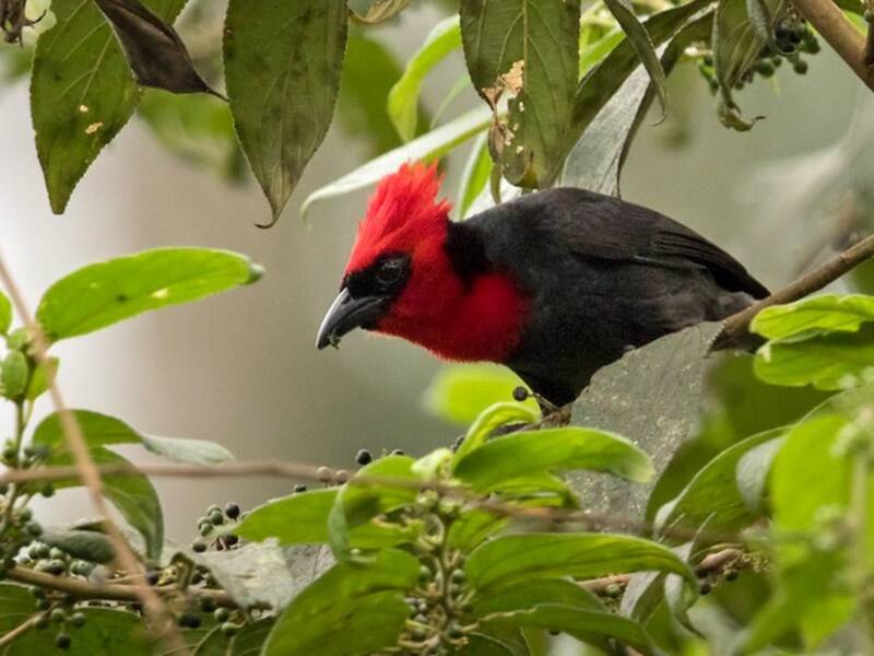 Crested Malimbe, Photos 4