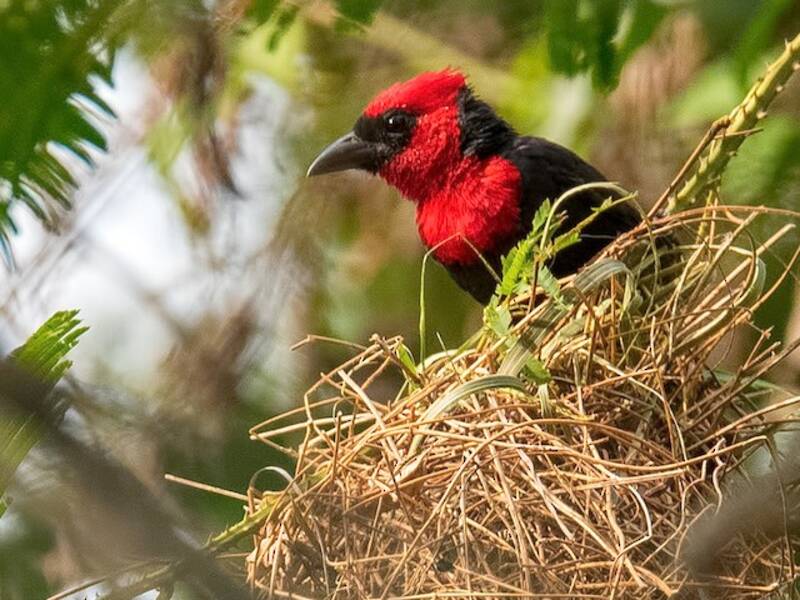 Crested Malimbe, Photos 3