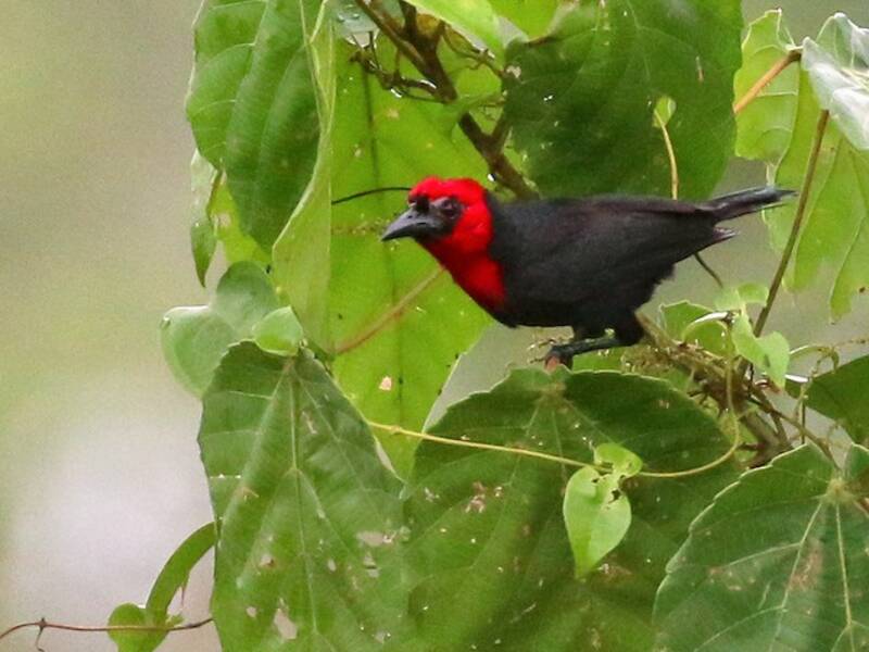 Crested Malimbe, Photos 1