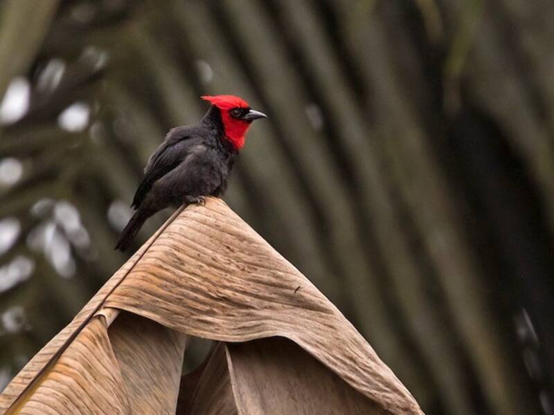 Crested Malimbe, Photos 2