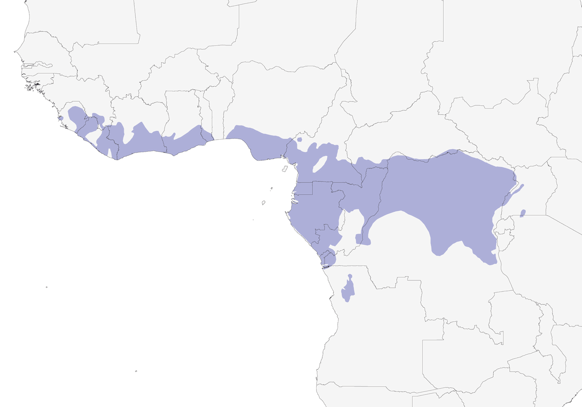 Crested Malimbe, Distribution 1
