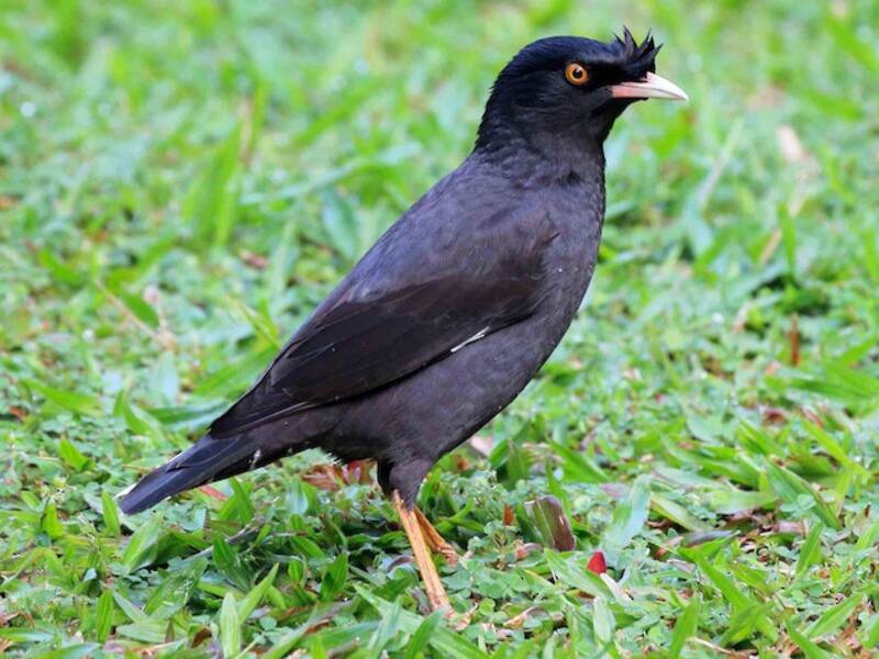 Crested Myna (Acridotheres cristatellus)