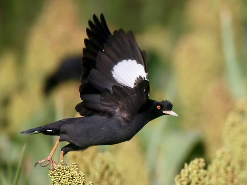 Crested Myna, Photos 2