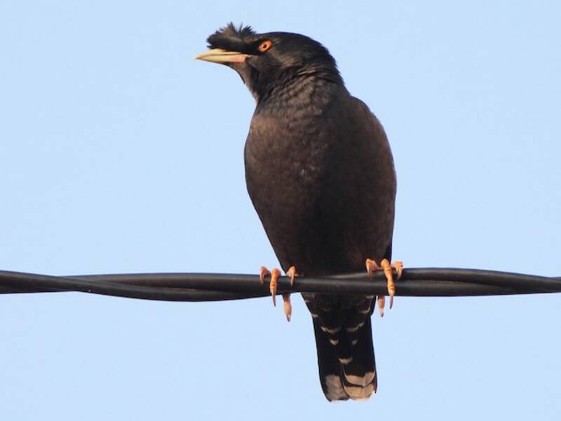 Crested Myna, Photos 3