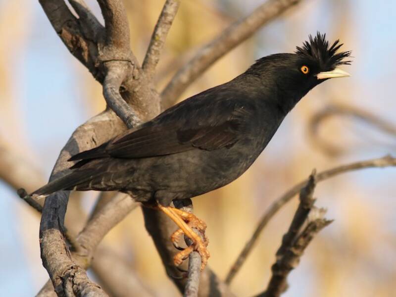 Crested Myna, Photos 4