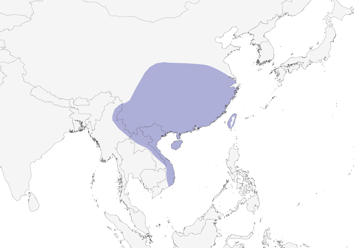 Crested Myna, Distribution 1