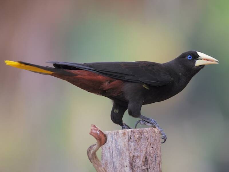 Crested Oropendola