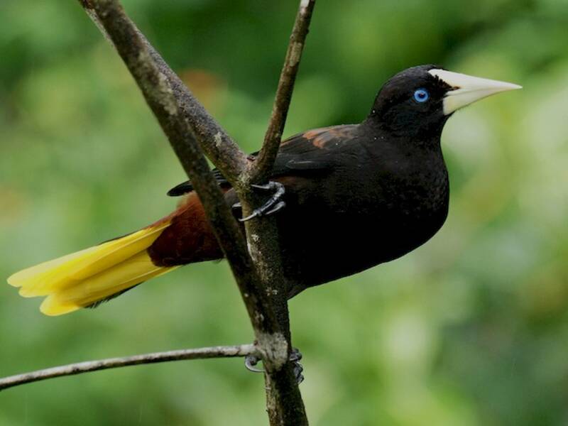 Crested Oropendola, Photos 3