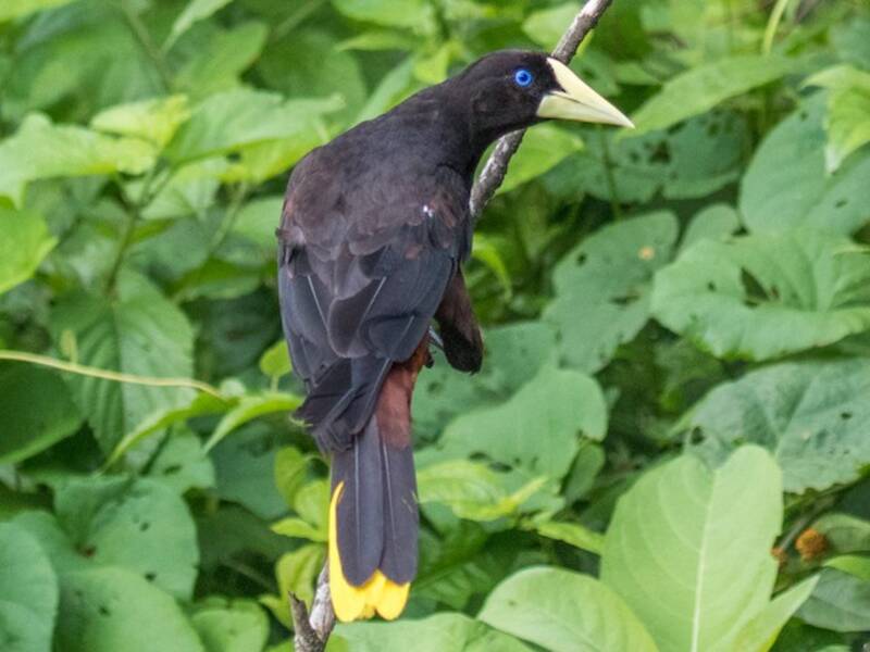 Crested Oropendola, Photos 2