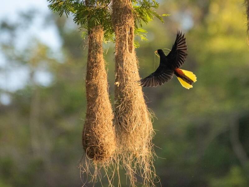 Crested Oropendola, Photos 4