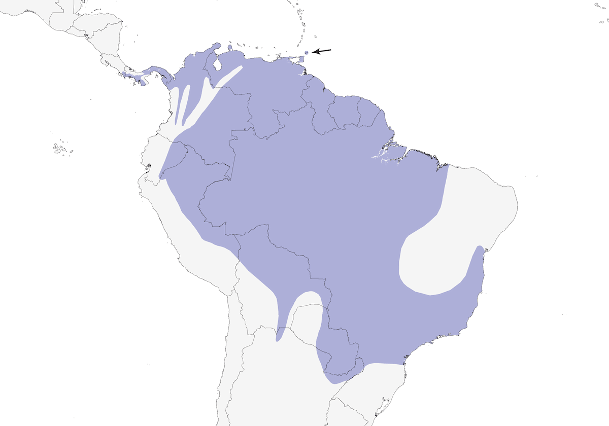 Crested Oropendola, Distribution 1