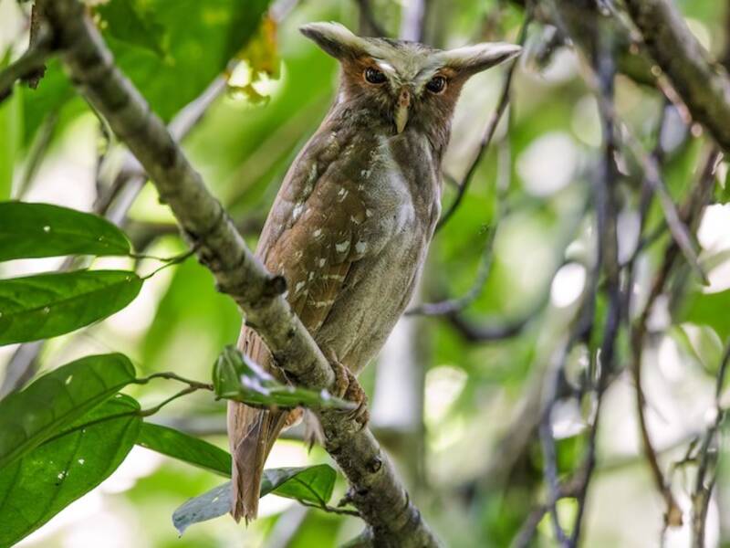 Crested Owl, 照片 3