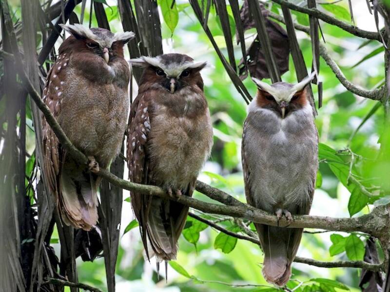 Crested Owl (Lophostrix cristata)